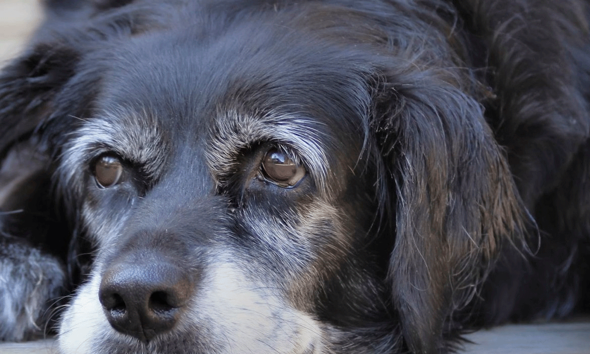 Las 9 razas de perros que viven más tiempo Las 9 razas de perros que viven más tiempo